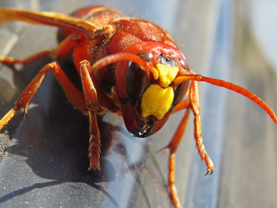 Murder Hornets Should We Be Worried