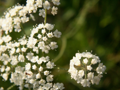 Poison Plants of Texas