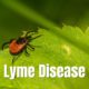 Lyme Disease Symptoms, Causes, Questions Answered