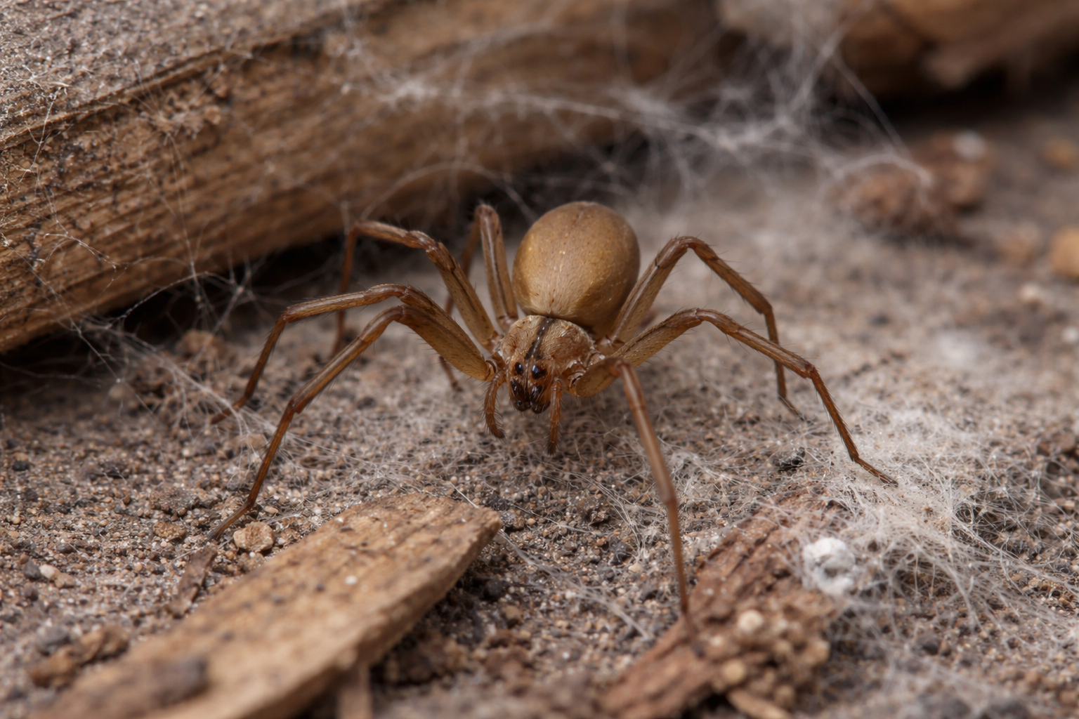 Brown Recluse Houston Texas